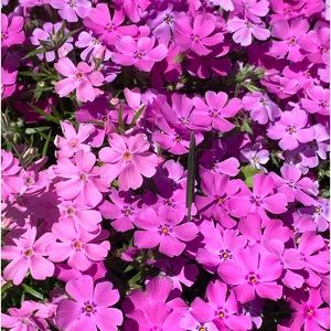 Meet your Posher, Lacy